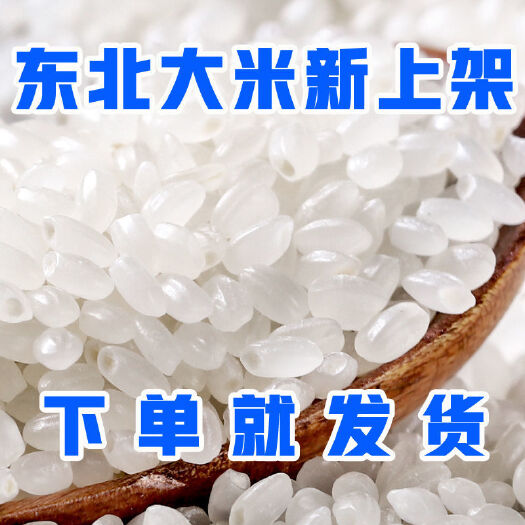 五常市【下单就发货】新东北大米珍珠米秋田小町厂家批发正宗大米一件