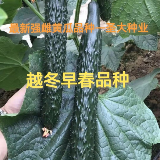 圣大黄瓜种子，强雌油亮，短把密刺。瓜条顺直！青皮绿瓤 口感好