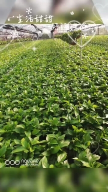 圆梦绿萝，产地直销，货靓价低，利润空间大！