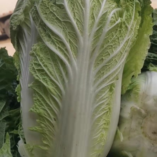 黄心大白菜 白菜大量供应，价格便宜。