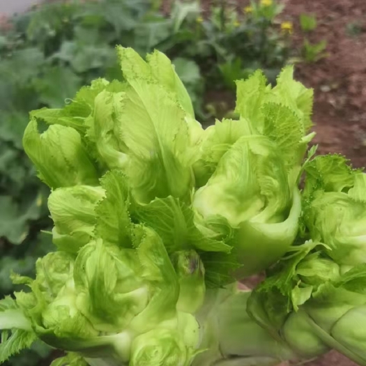 三台县精品儿菜开始出货
