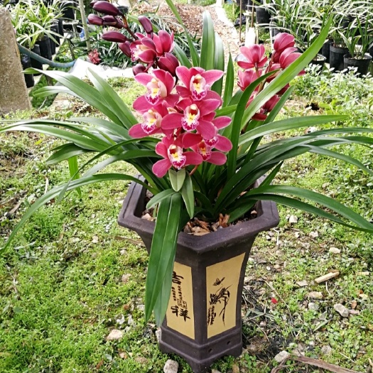 广州兰花墨兰杂交兰红宝石带花箭基地发货