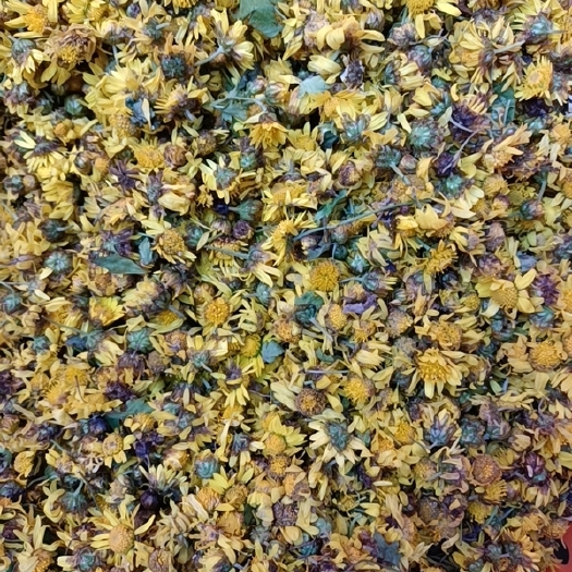 桃江县 菊花