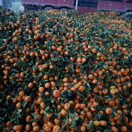 蜜桔  蜜橘大量上市