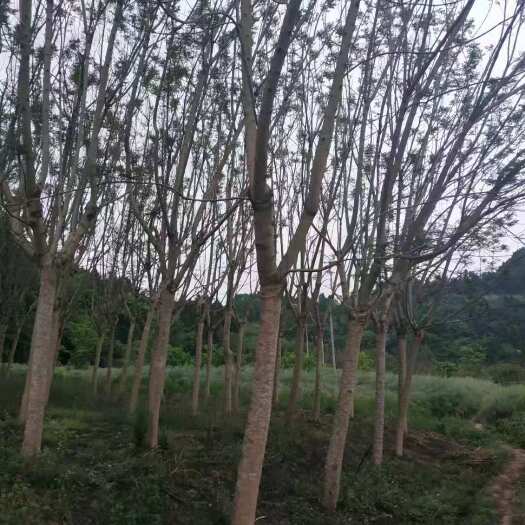 简阳市 蓝花楹