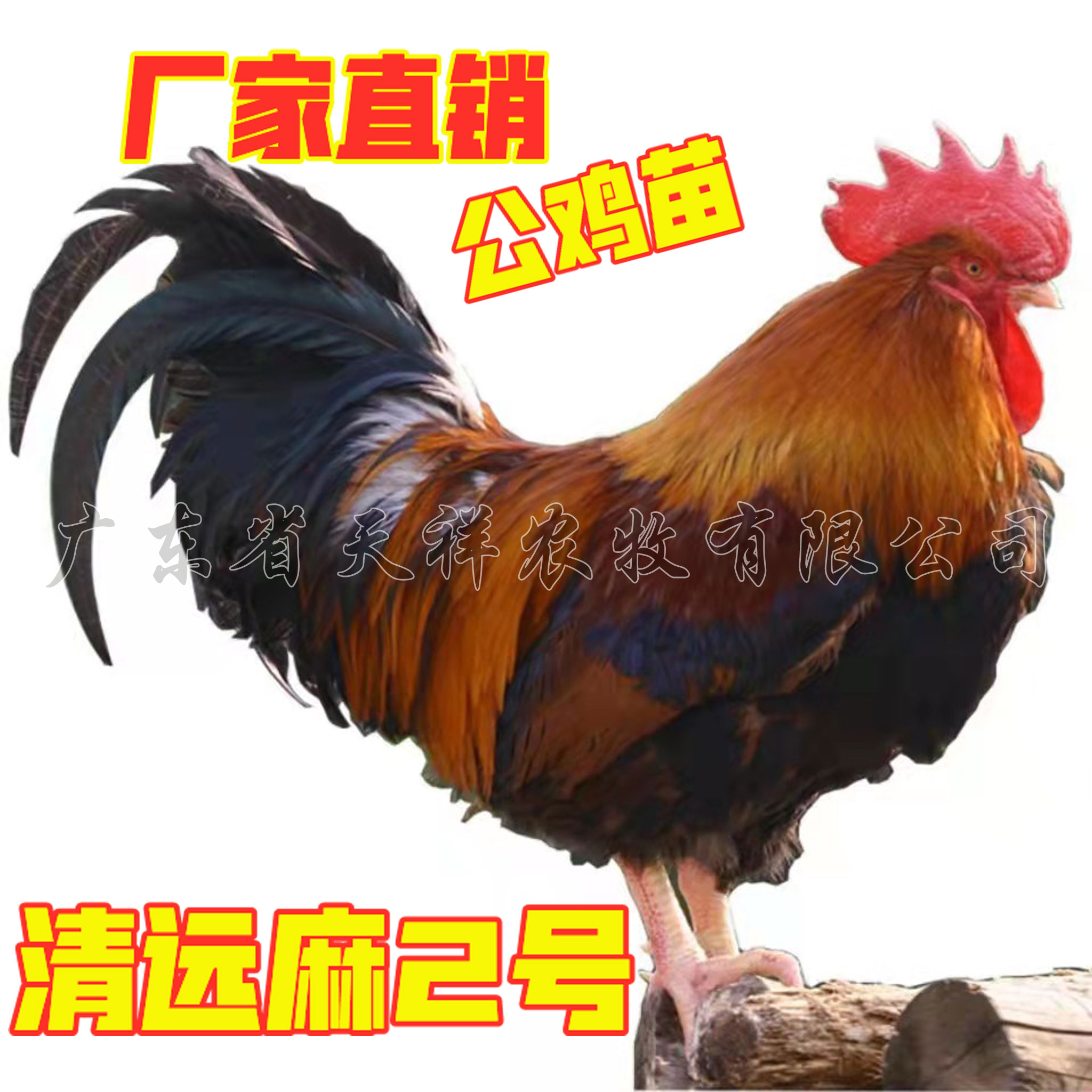 广州清远麻二公鸡苗天翔麻中速麻草原红清远麻2.0黑麻