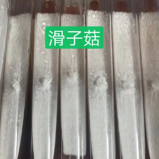 滑子菇菌种  滑子菇母种试管
