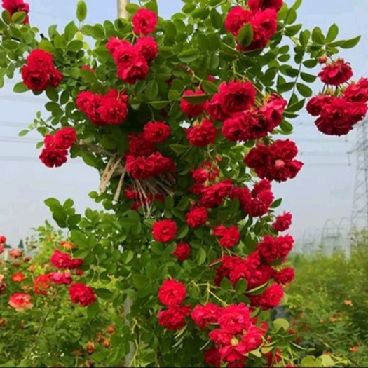 藤本月季花苗爬藤植物四季开花庭院特大花浓香型欧月蔷薇盆栽花