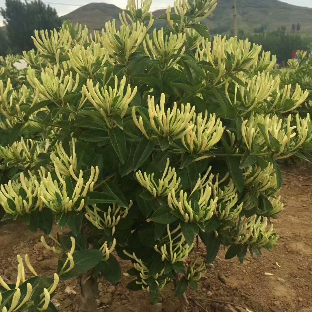 北花一号金银花苗 金银花苗北花一号