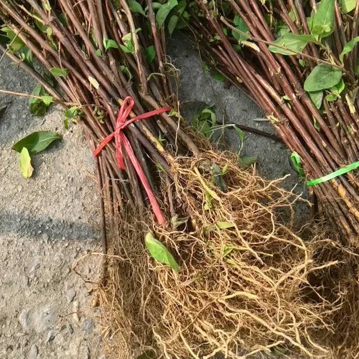 北花一号金银花苗 金银花苗北花一号