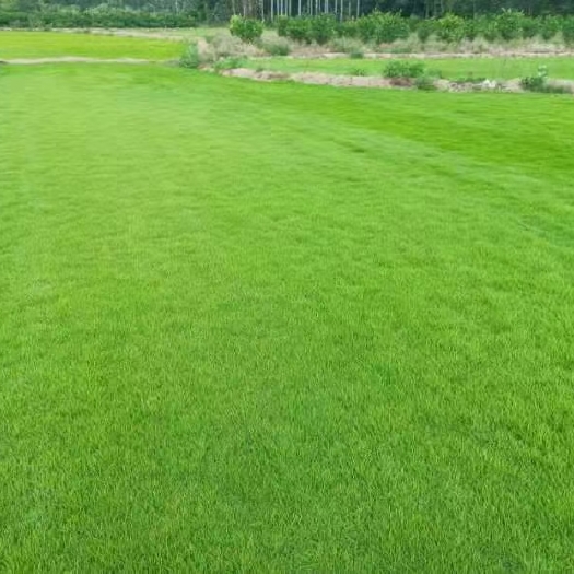 全州县马尼拉草皮
