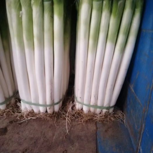 沂南县铁杆大葱 常年加工发货，有需要的老板联系