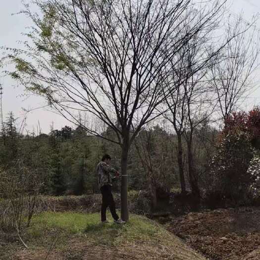 南京红榉 榉树价格，榉树基地，精品榉树