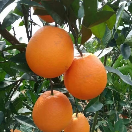 柑桔苗 纽荷尔脐橙杯苗