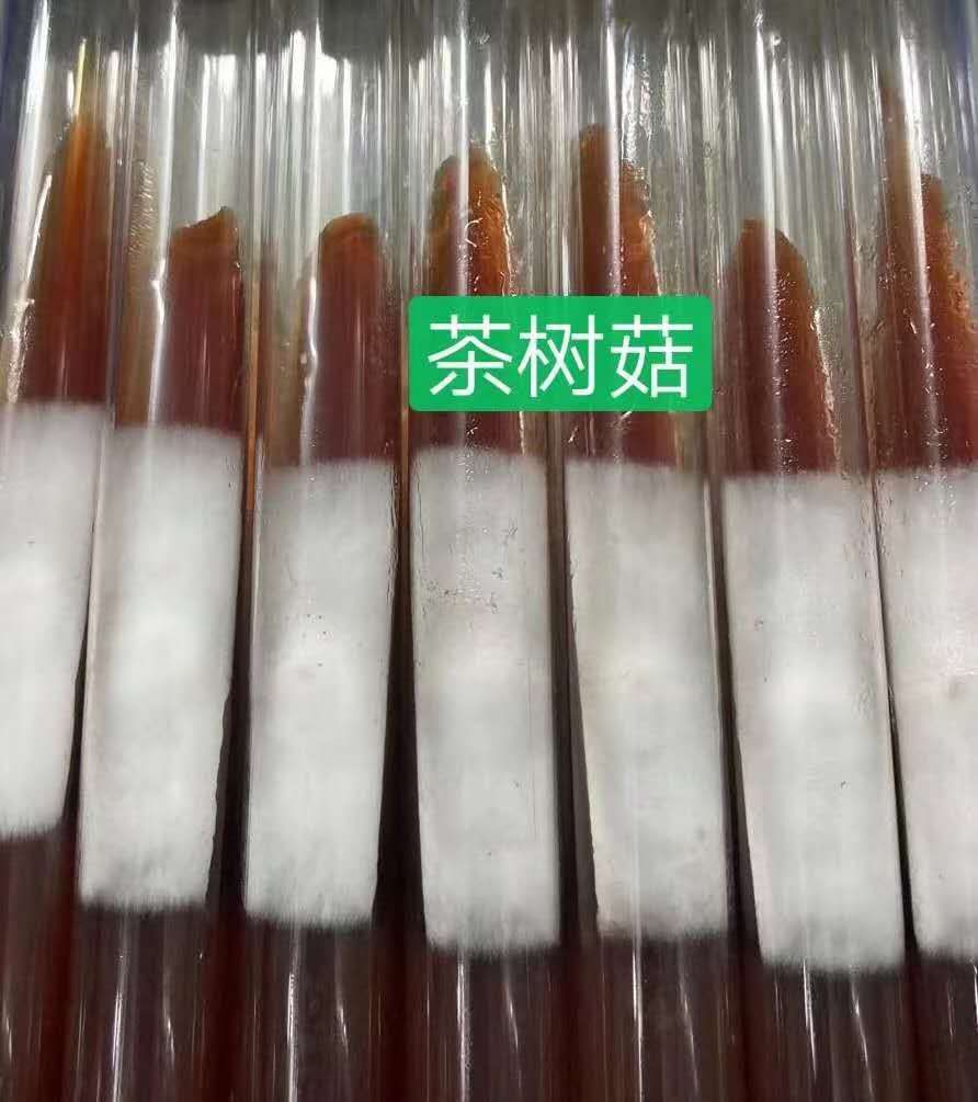 法库县茶树菇菌种  茶树菇母种试管