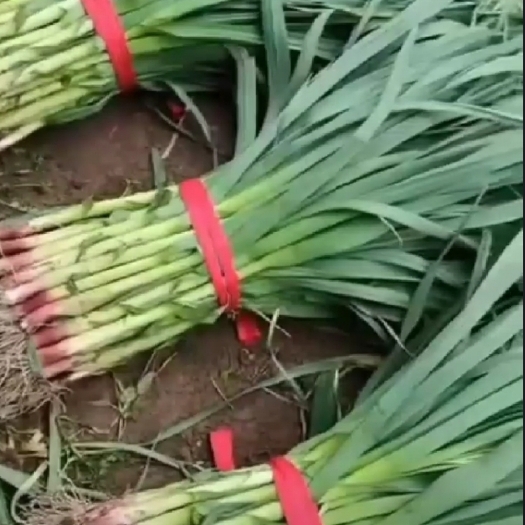 武山县精品红根蒜苗