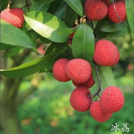 灵山县冰荔苗 冰荔枝土球苗