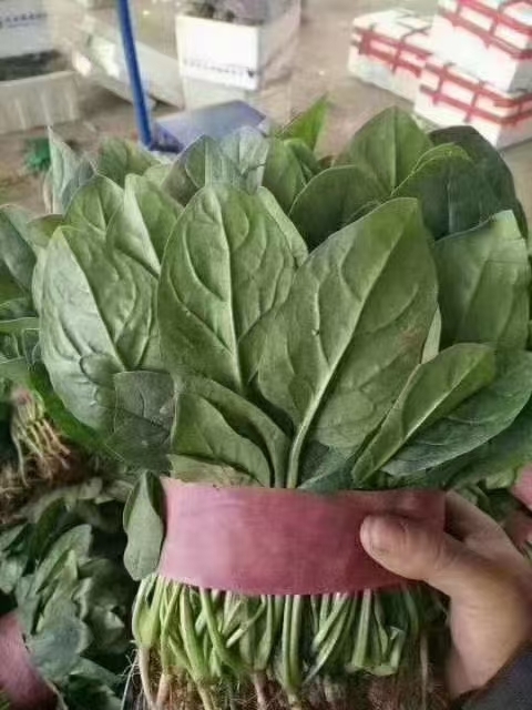 邯郸大叶菠菜 25~30cm