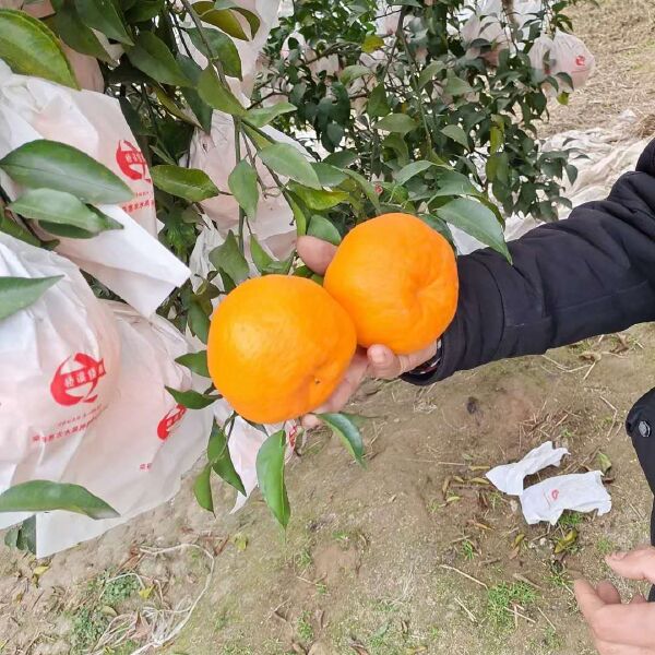  四川省荣县耙耙柑万亩基地，小罗总代办支持产地直发全国各地！