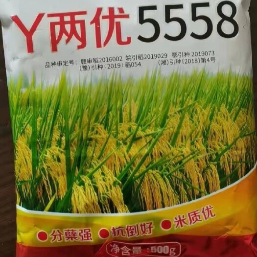 稻谷 Y两优5558水稻种子中早杂交水稻米质好，口感好，有嚼