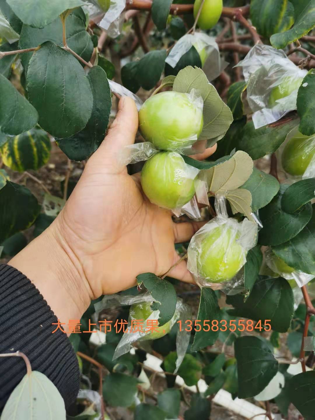 平南县广西平南县大青枣预售欢迎大家咨询