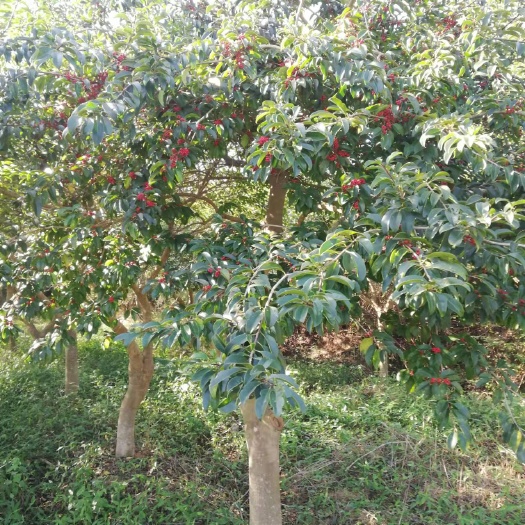 始兴县冬青树 高3－5m 粗14－16cm