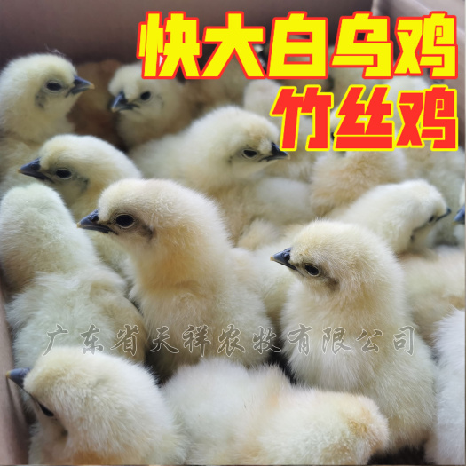 广州乌骨鸡苗 快大白乌鸡 白毛乌骨鸡 竹丝鸡 竹六鸡苗 竹七鸡苗