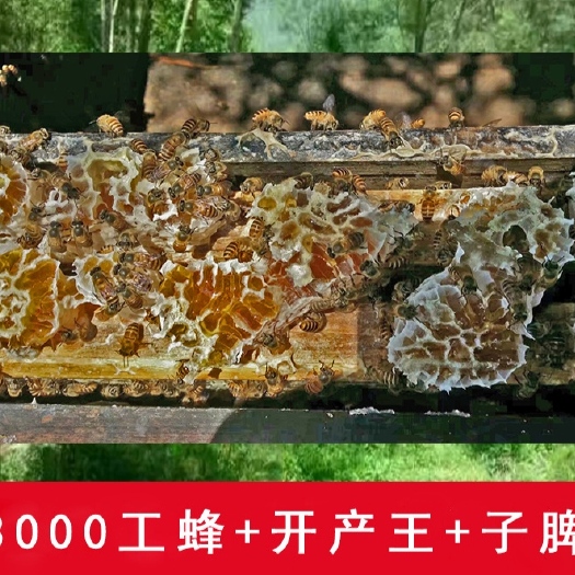 长沙中华蜜蜂    中蜂蜂群阿坝王蜂王活体蜜蜂笼蜂养殖带子脾土蜜蜂