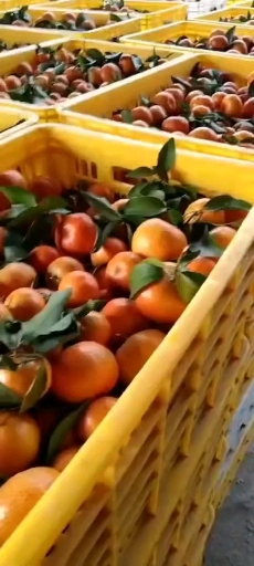 沙糖桔   西林砂糖橘大量上市中，欢迎老总彩购咨
