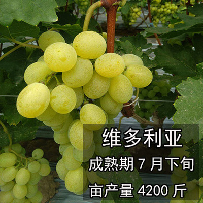 平度市维多利亚葡萄苗早熟葡萄苗大棚葡萄苗批发基地保证纯度和成活率