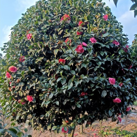 高县茶花树 庭院景观山茶花