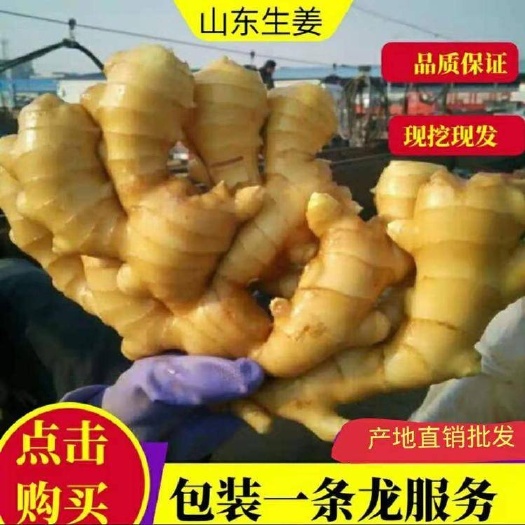 沂水縣山東生姜產(chǎn)地 大黃姜 小黃姜 質(zhì)量保證 貨源充足