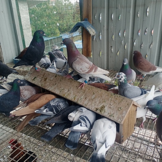 石家庄信鸽