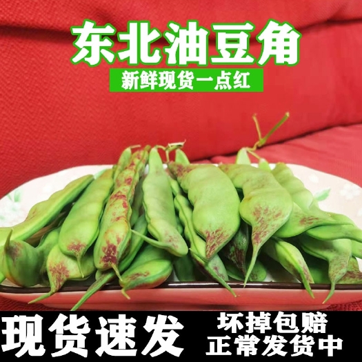 北镇市一点红油豆角 长期供应 四季有货 新鲜采摘