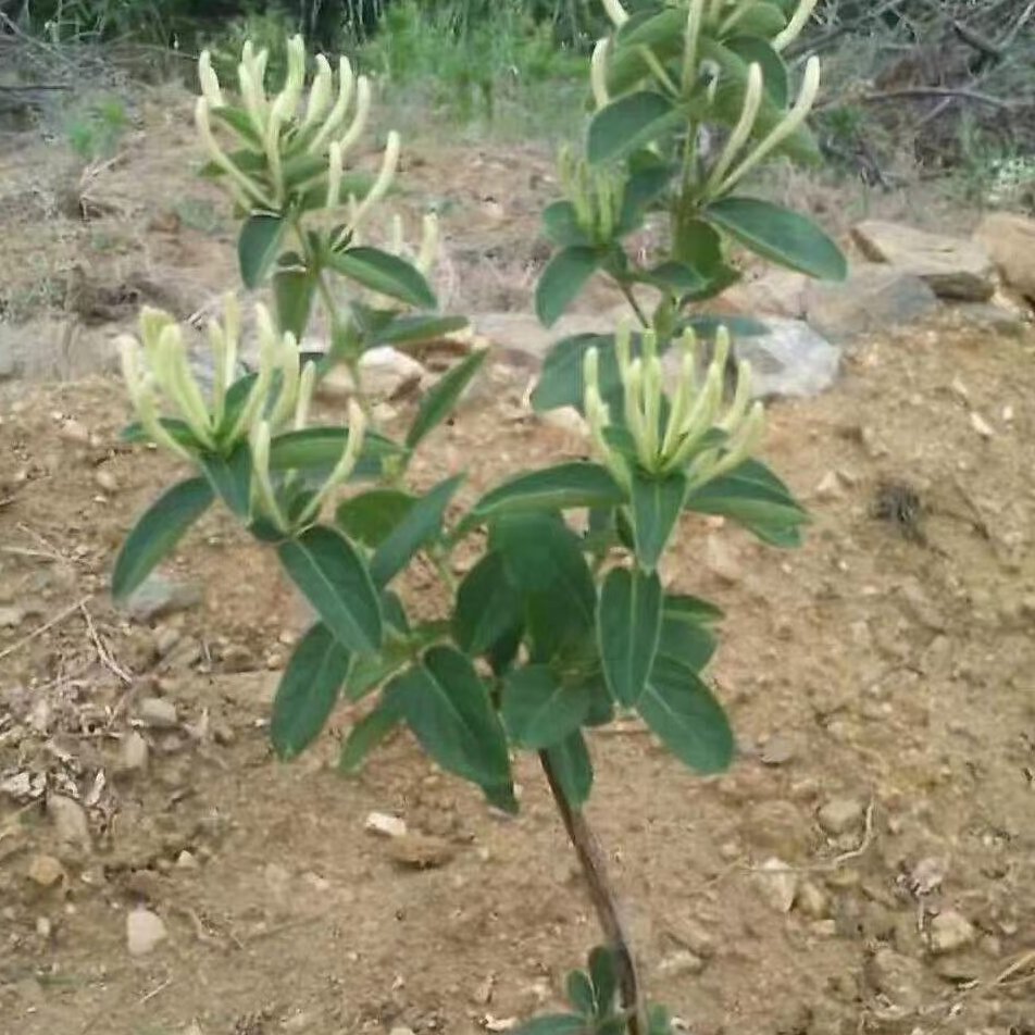 北花一号金银花苗 金银花苗北花一号