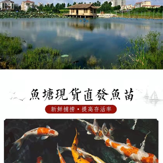 新乡县鲤鱼苗-冬片