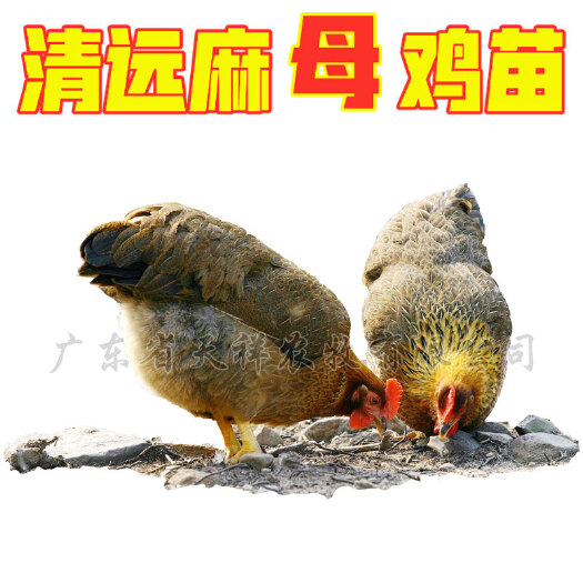 广州麻鸡苗  清远鸡 清远麻二母鸡 清远麻项鸡 清远麻1.5号清