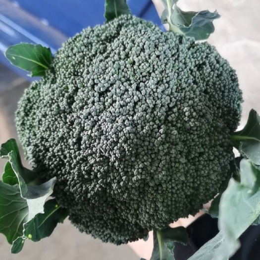枝江市绿翡翠西兰花 西兰花，松花，产地一手货源，现已大量上市