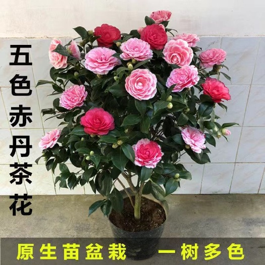 漳平市 五色赤丹茶花
