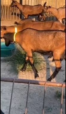 昆明 精品红鹿奶山羊