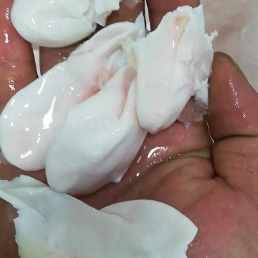 南宁 大量供应批发5斤装冻板叉尾鮰鱼鱼泡