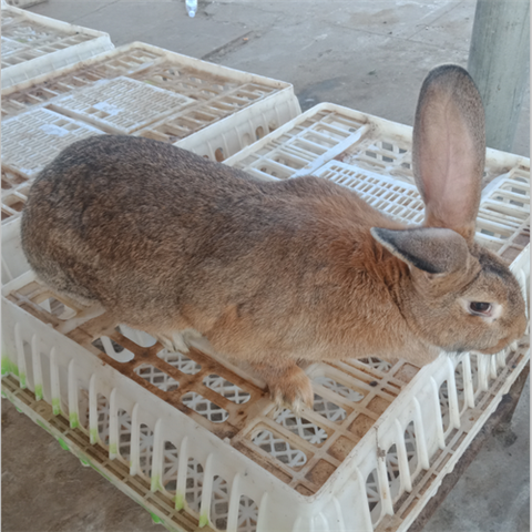 肉兔 比利时种兔成年大兔子新西兰花巨兔獭兔八点黑健康可繁殖大型兔子