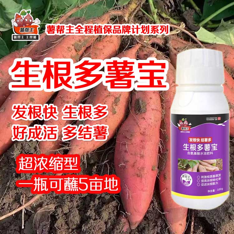 郑州螯合肥料  生根多薯宝肥料 薯帮主生根剂红薯专用肥多结薯氨基