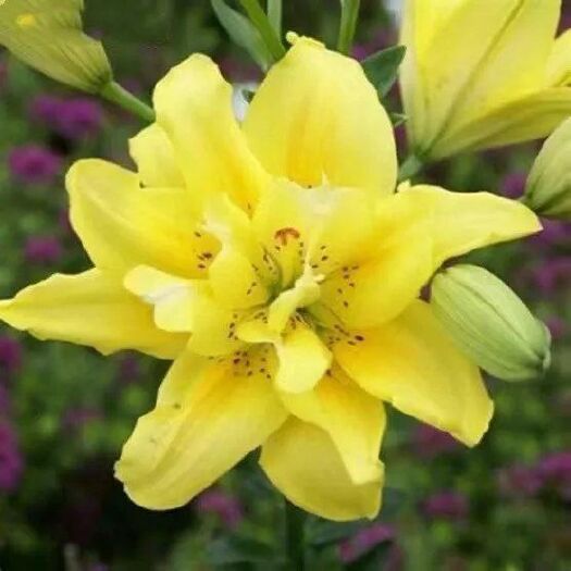 宿迁香水百合种球四季花卉好养易活盆栽室内花植物种子浓香百合花种