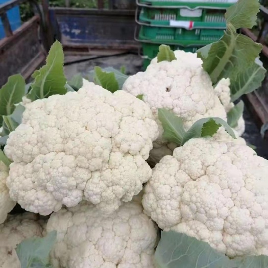 建瓯市白花菜花 白面青梗松花菜~散花！！！！！