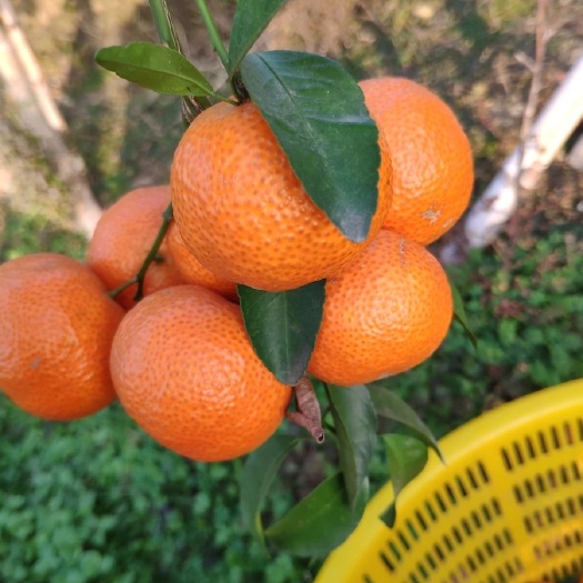 郁南县沙糖桔