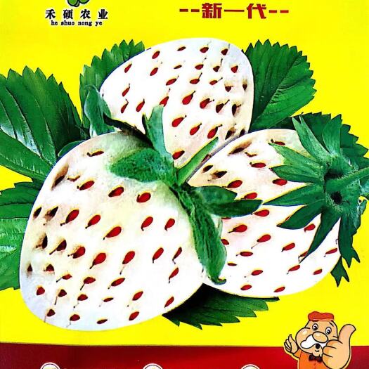 沭阳县 四季新品种白草莓种子盆栽地栽南北方种植白雪公主草莓种子