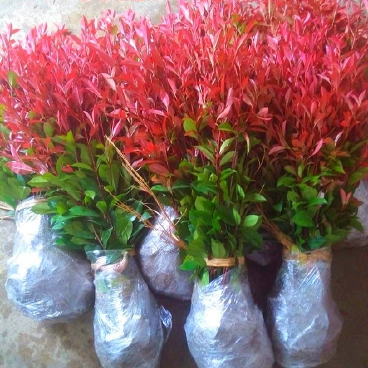 咸宁红叶石楠小苗火焰红别墅庭院篱笆墙绿化工程用苗桂花树苗