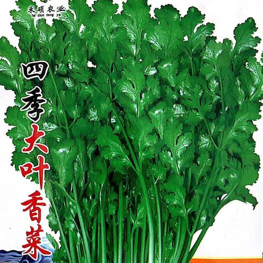 沭阳县 四季香菜种子大叶香菜种籽阳台种菜盆栽农家四季庭院蔬菜种子