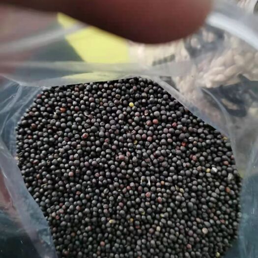 牙克石市油菜籽